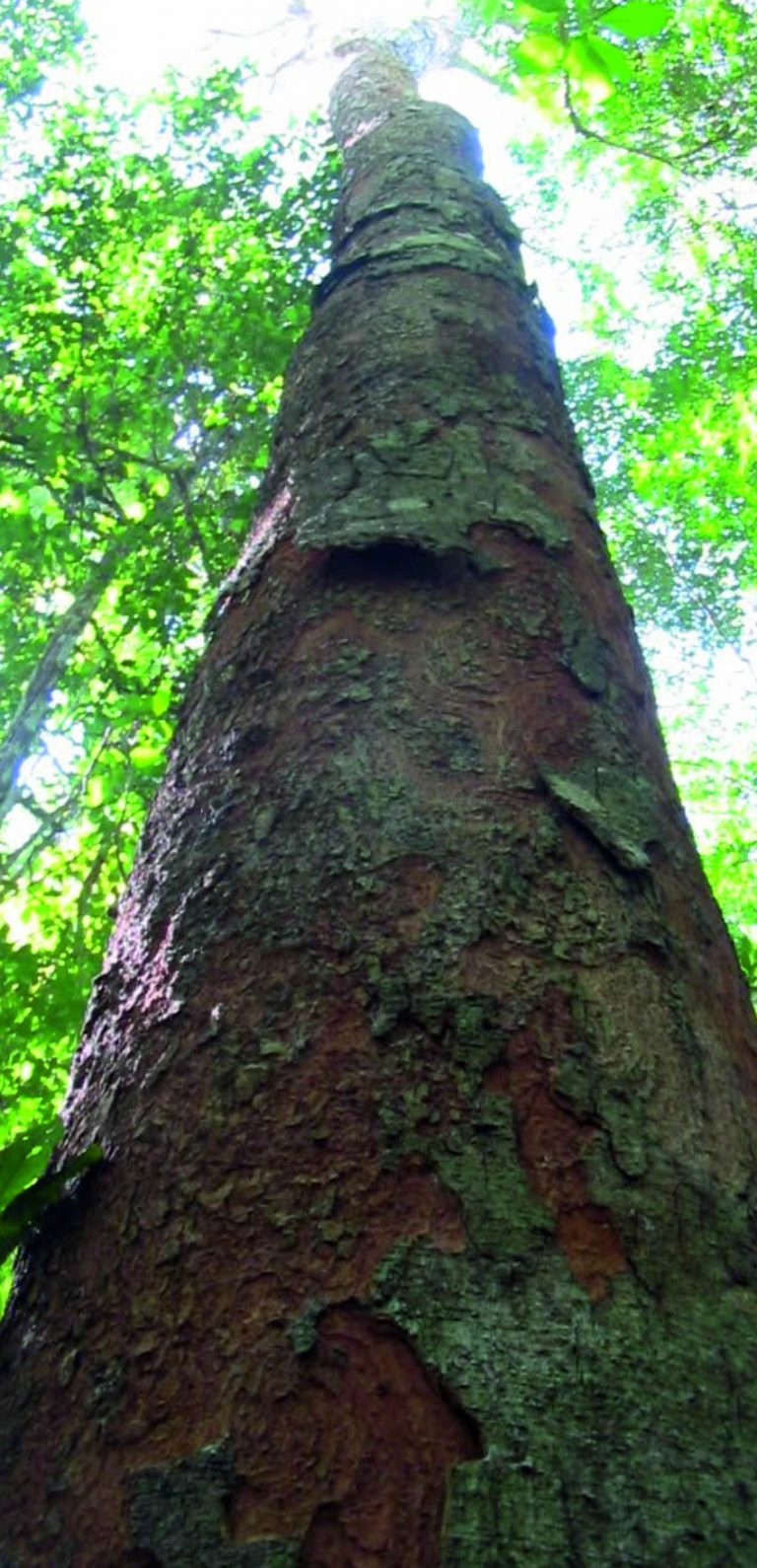 Angelim-Pedra – Catarinão Madeiras